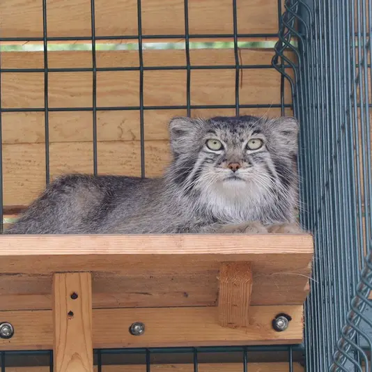 バルナウル動物園「レースナヤ・スカースカ」のペペの写真