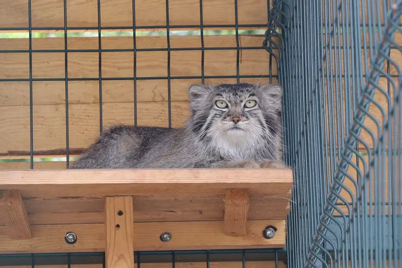 バルナウル動物園「レースナヤ・スカースカ」のペペの写真