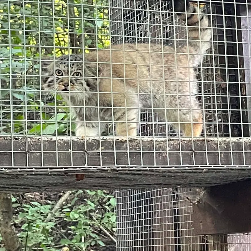 コシツェ動物園のアラニの子（2026年生まれ）Ⅱの写真