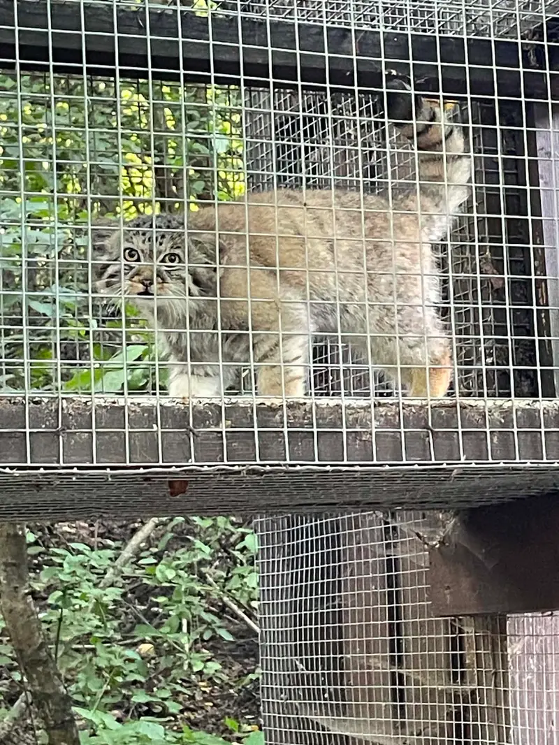 コシツェ動物園のアラニの子（2026年生まれ）Ⅱの写真