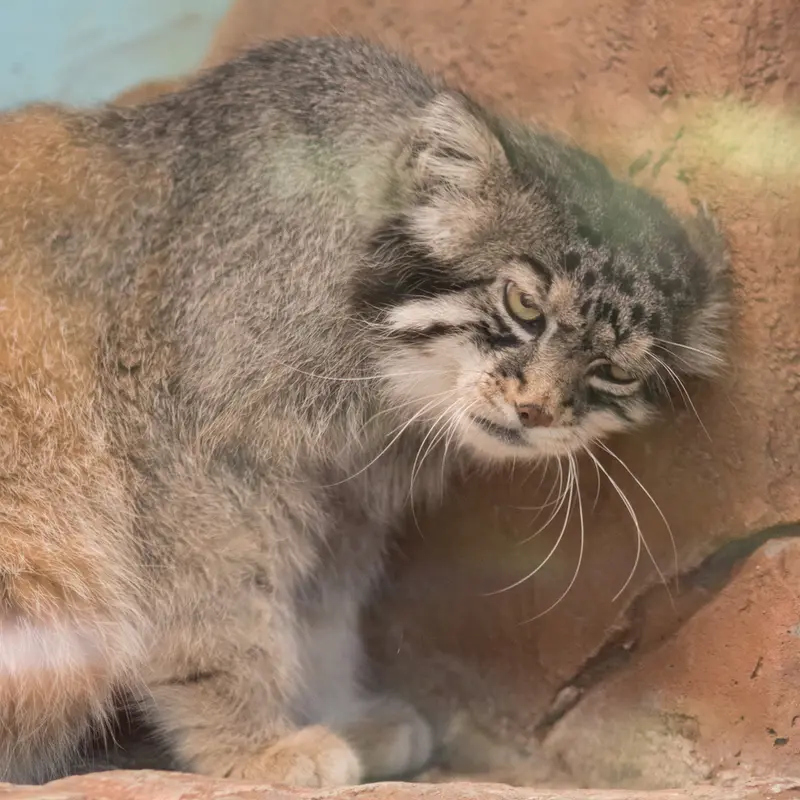 神戸市立王子動物園のイーリスの写真