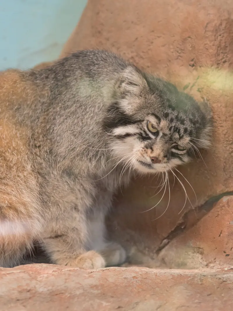 神戸市立王子動物園のイーリスの写真
