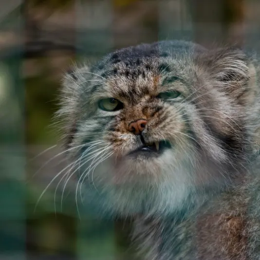 マクデブルク動物園のジョナサンの写真