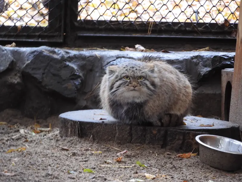 ノヴォシビルスク動物園のアデルの息子（2026年生まれ）Ⅲの写真