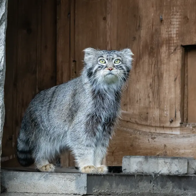 モスクワ動物園のティモフェイの写真