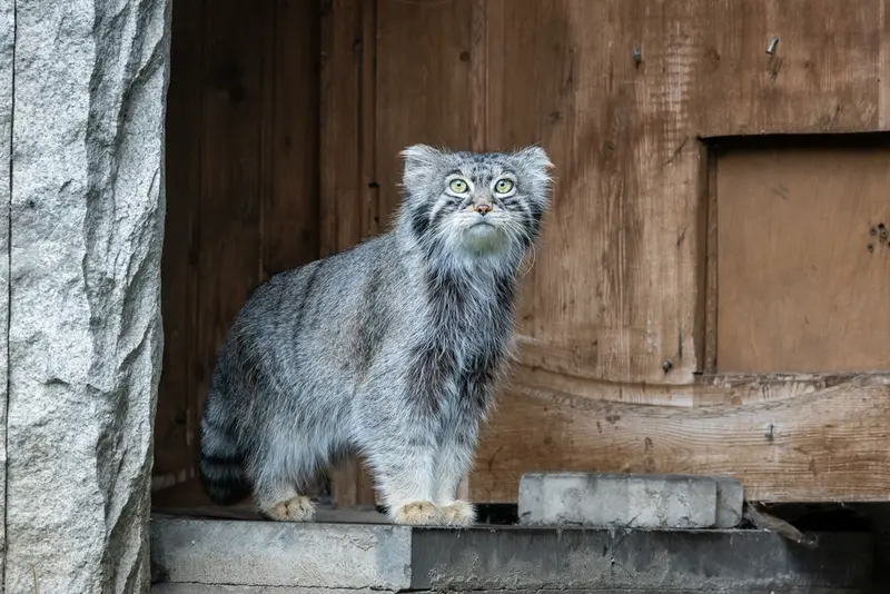 モスクワ動物園のティモフェイの写真