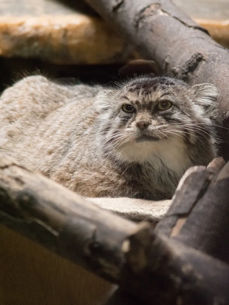 恩賜上野動物園のプリームラの写真