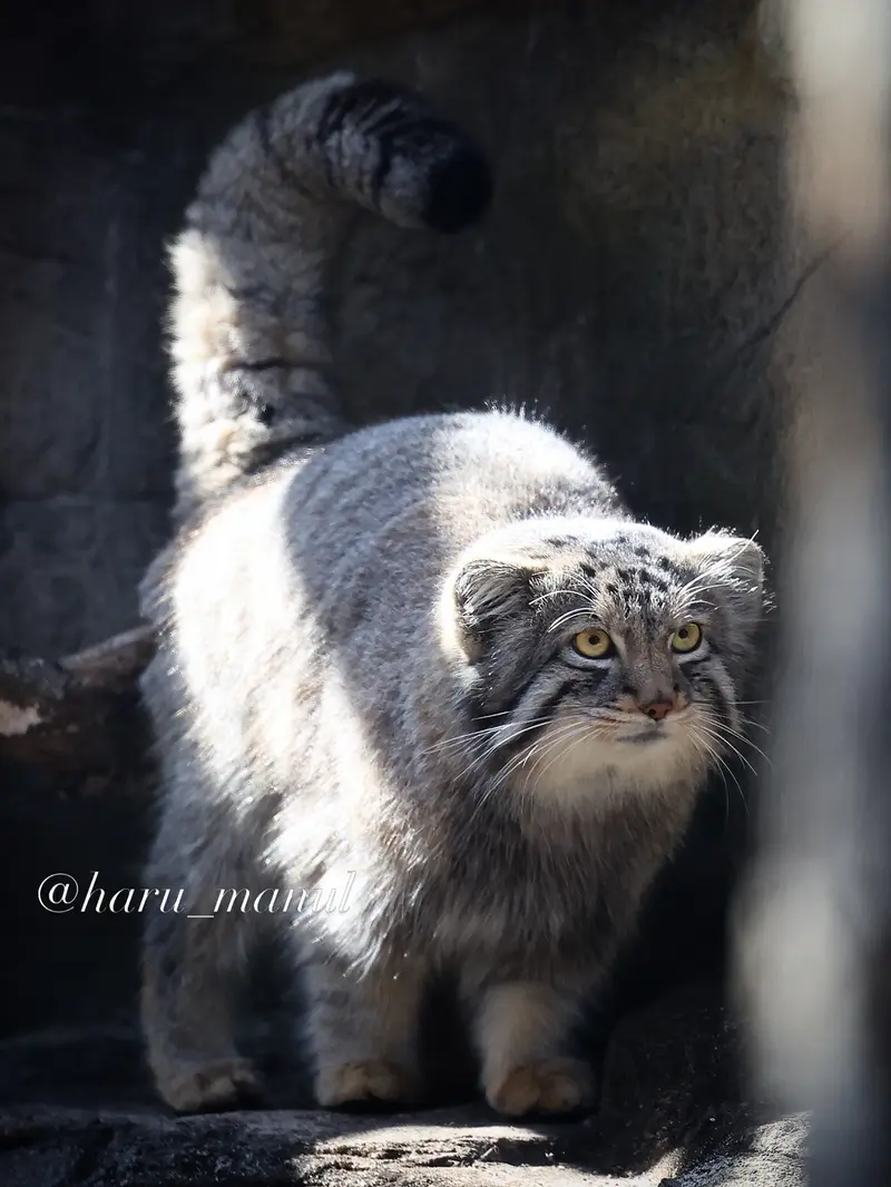 那須どうぶつ王国のマヌルネコの写真