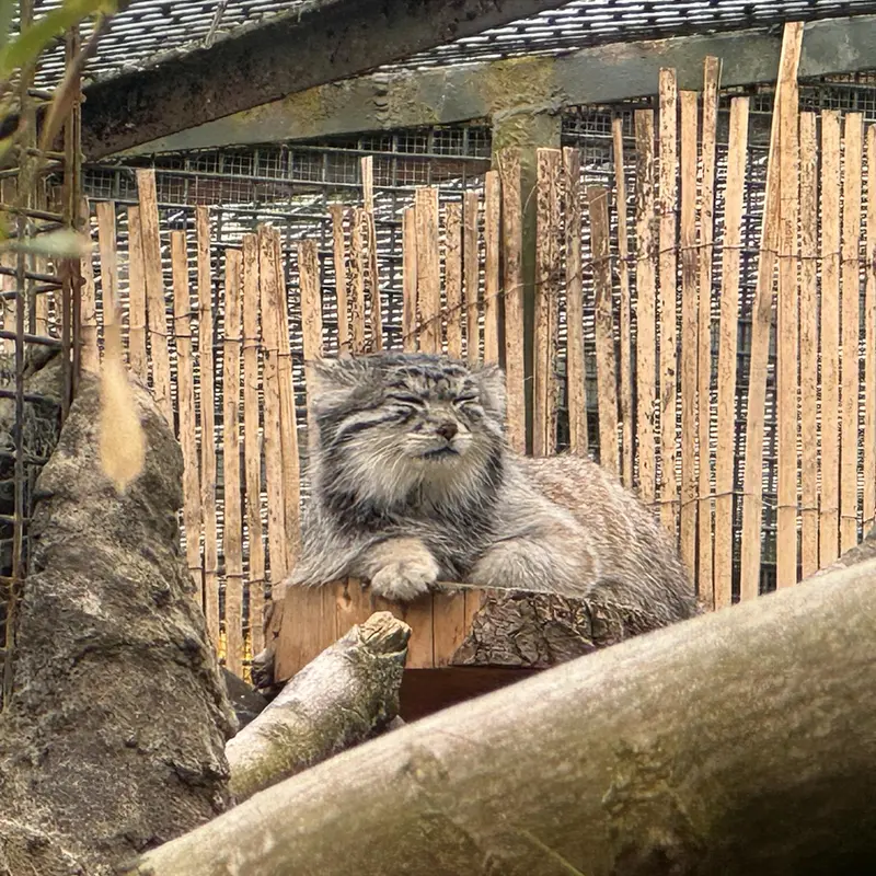 エディンバラ動物園のアキコの写真