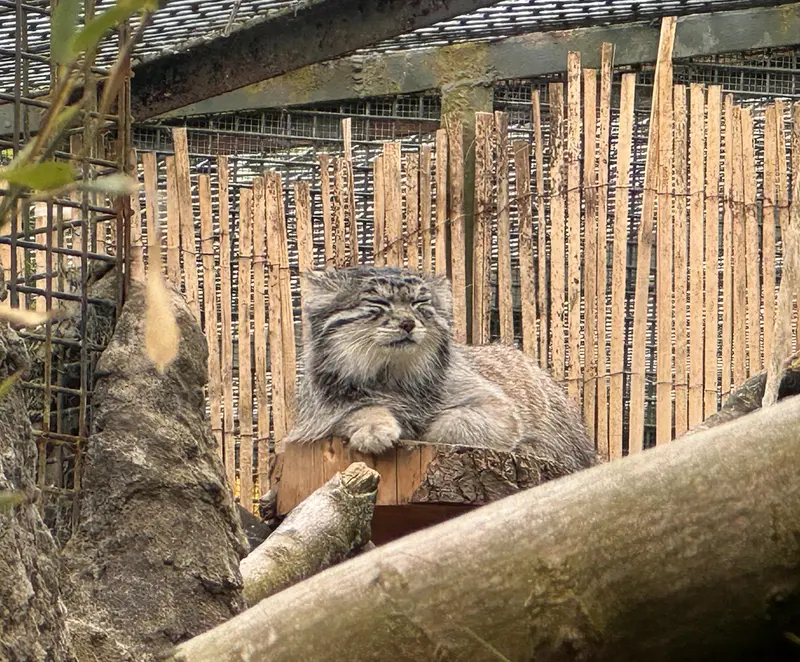 エディンバラ動物園のアキコの写真