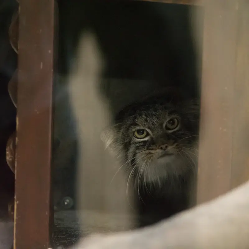 恩賜上野動物園のサフランの写真