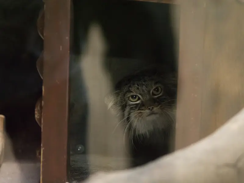 恩賜上野動物園のサフランの写真