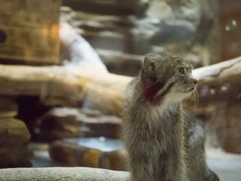恩賜上野動物園のクリョンの写真