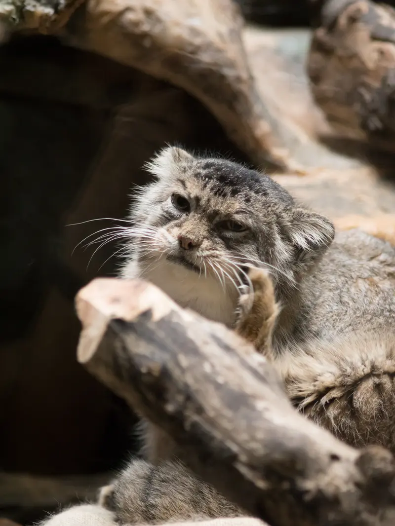 恩賜上野動物園のプリームラの写真