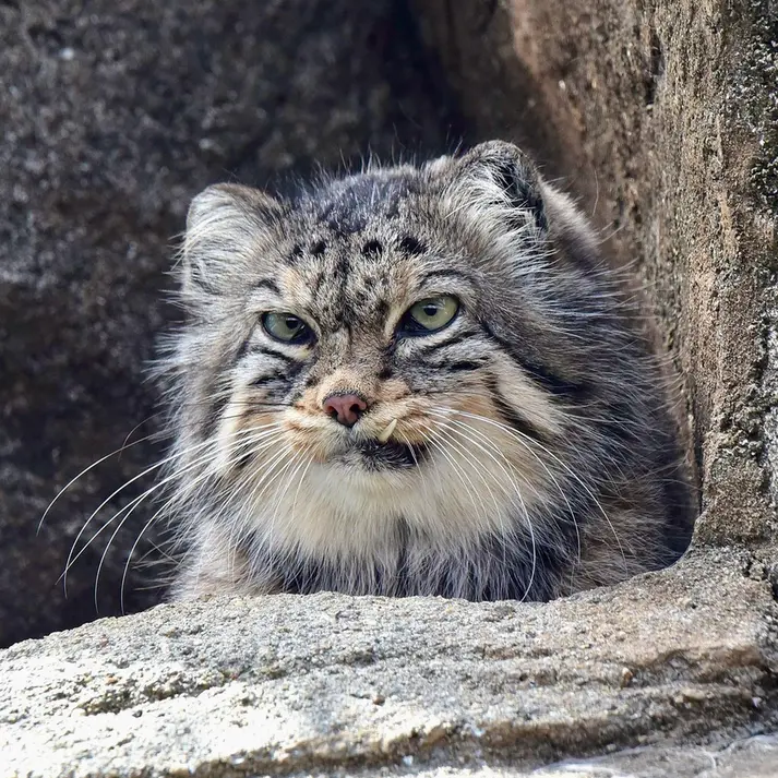 神戸市立王子動物園のペッキーの写真