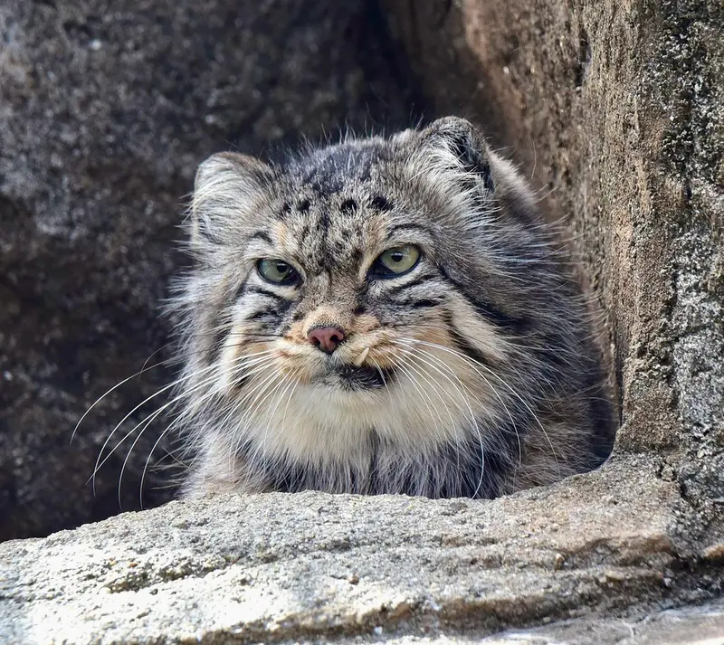 神戸市立王子動物園のペッキーの写真