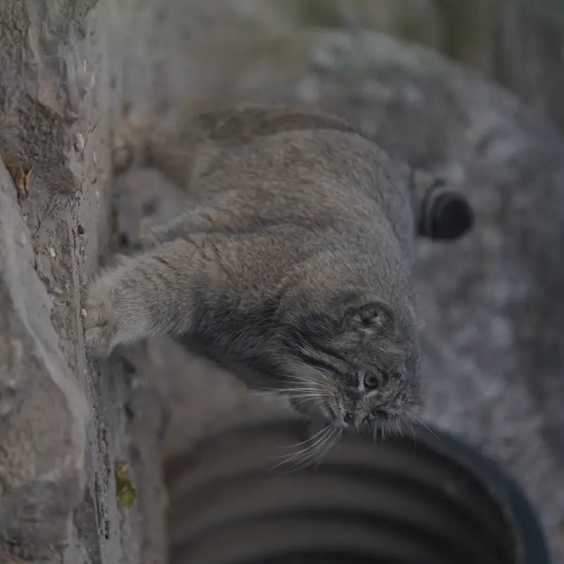 プエブロ動物園のタイ・チーの写真