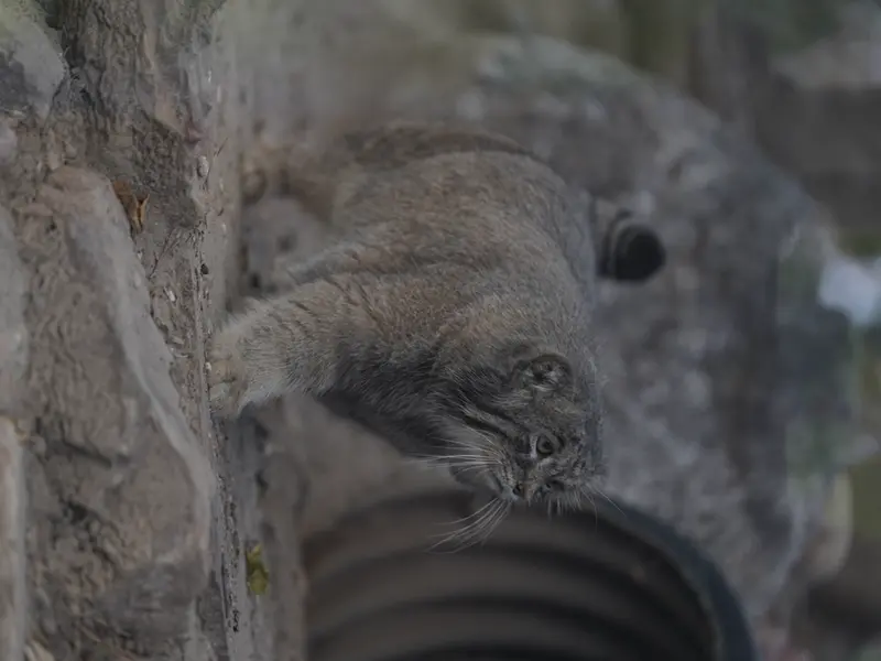 プエブロ動物園のタイ・チーの写真