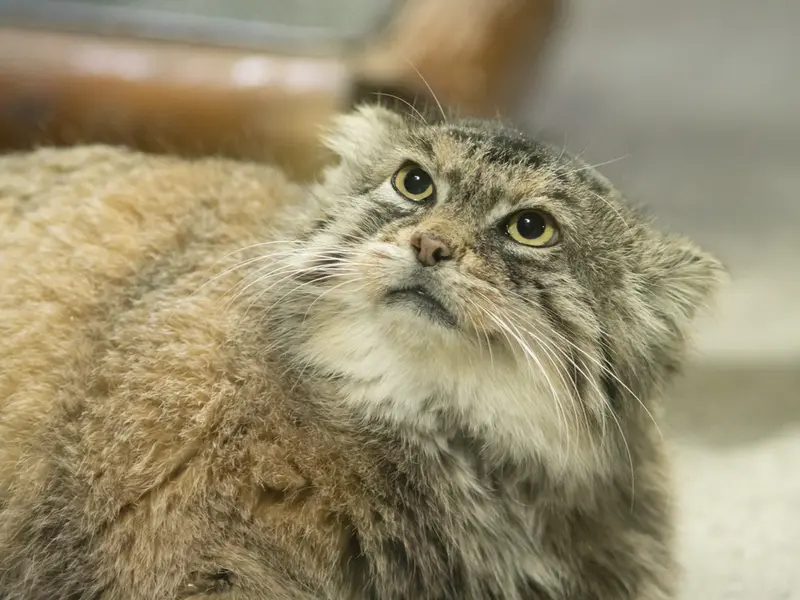 恩賜上野動物園のプリームラの写真