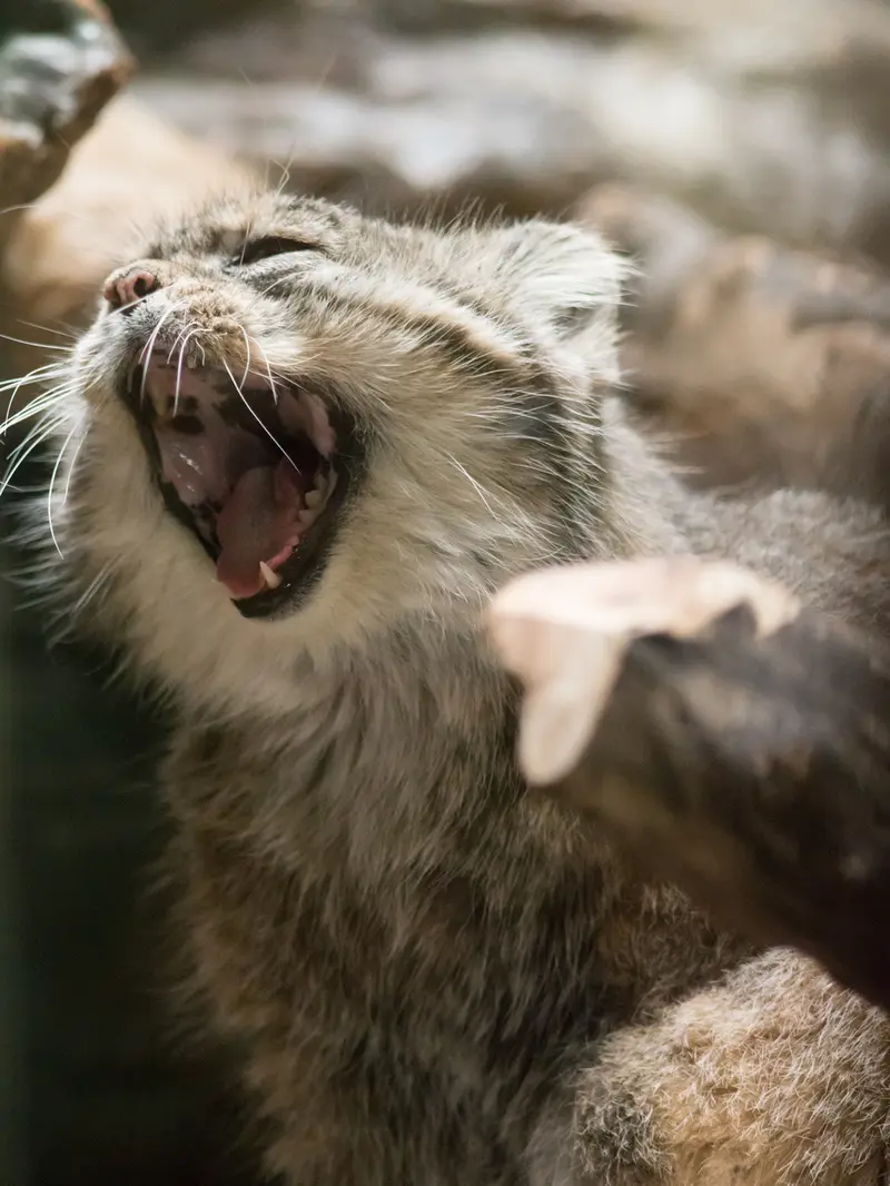 恩賜上野動物園のプリームラの写真