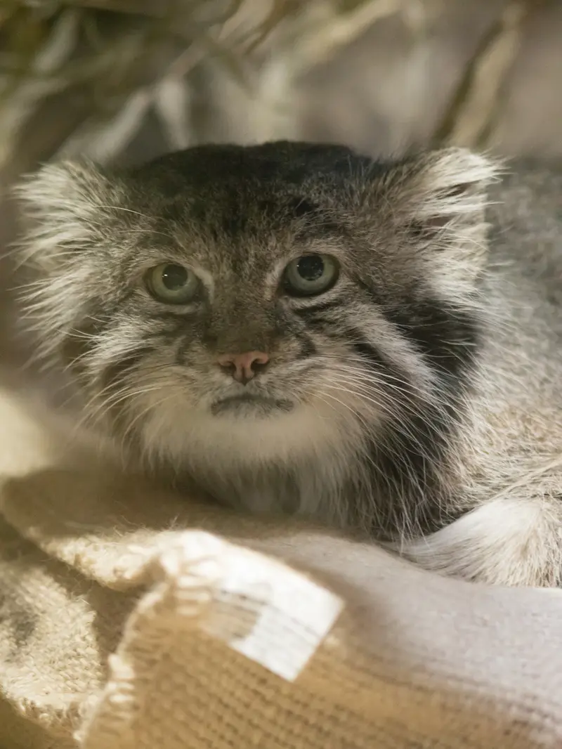 恩賜上野動物園のクリョンの写真