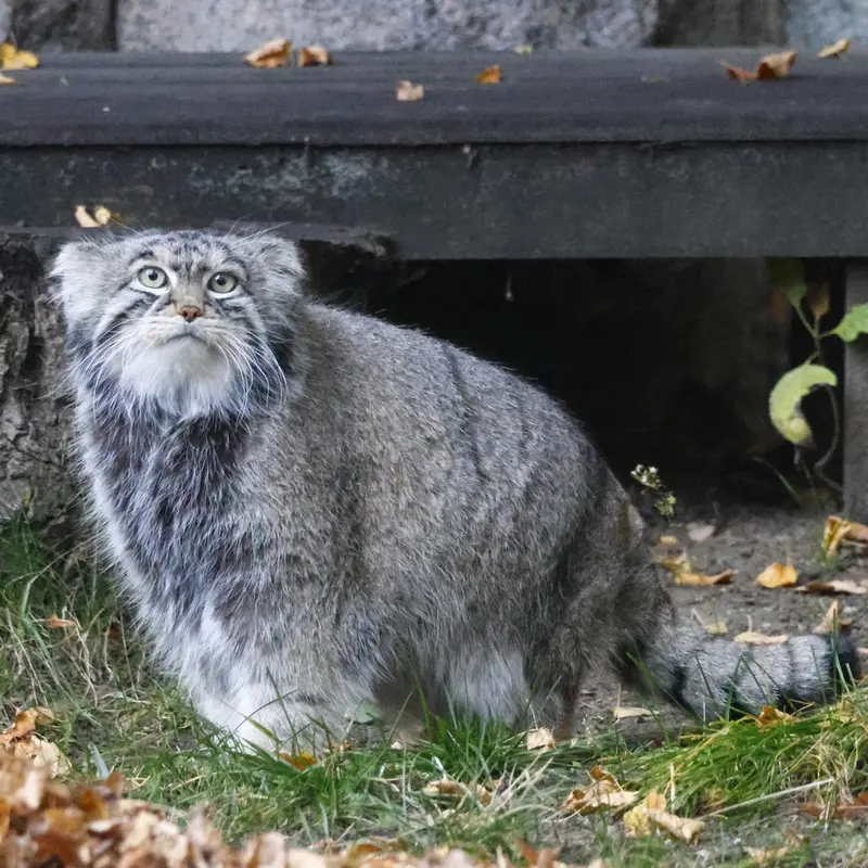 モスクワ動物園のティモフェイの写真