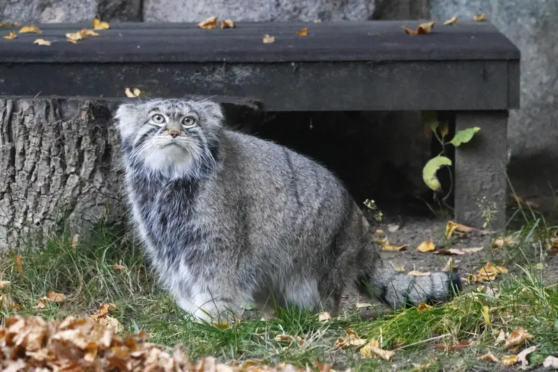 モスクワ動物園のティモフェイの写真