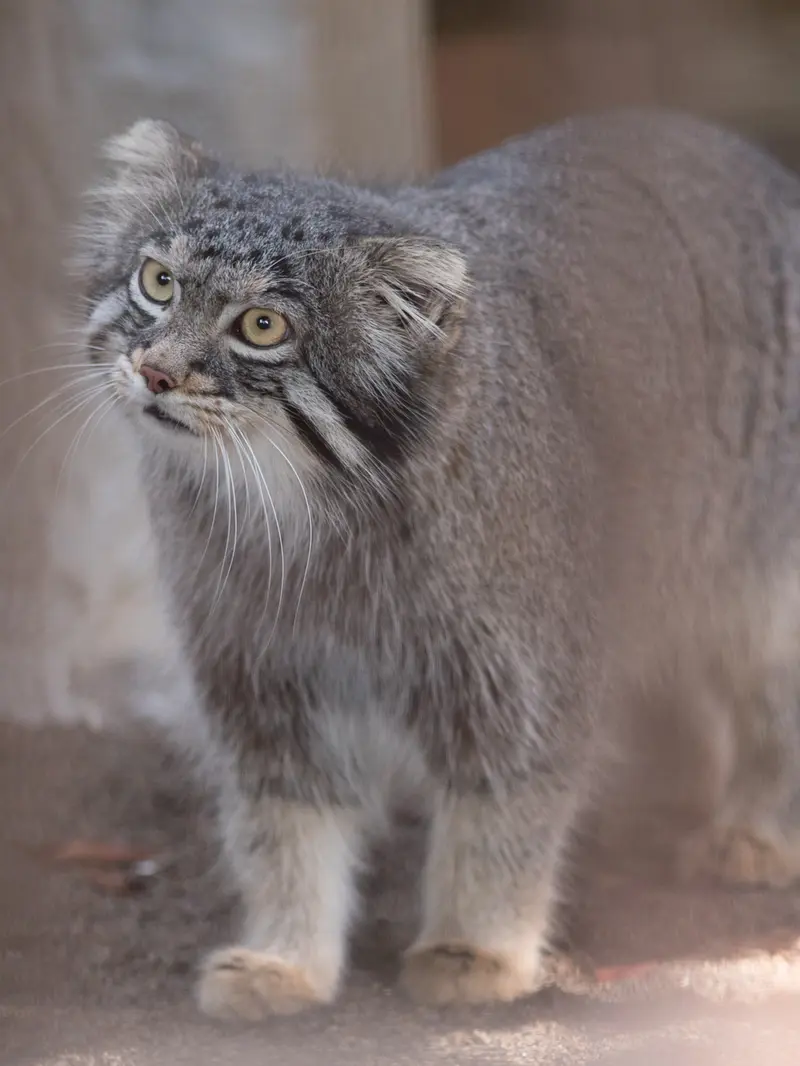 野毛山動物園のフィーガの写真