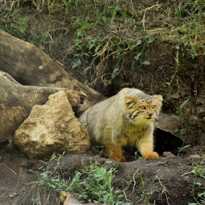 エレバン動物園のマノの写真