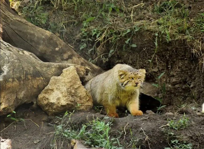 エレバン動物園のマノの写真