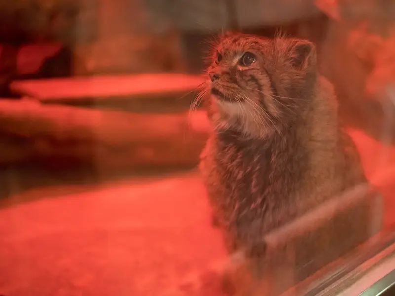 恩賜上野動物園のナイマの写真