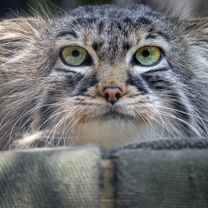 ノヴォシビルスク動物園のガビの写真