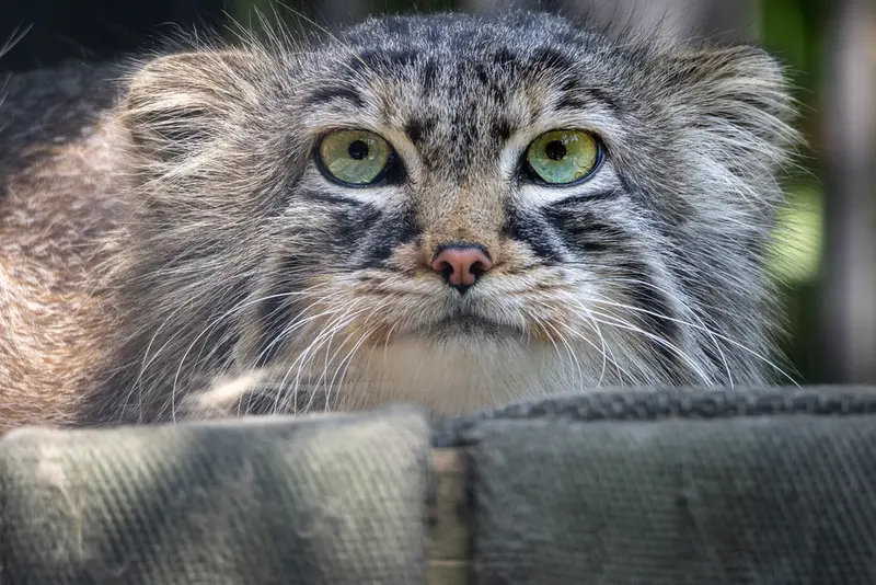 ノヴォシビルスク動物園のガビの写真