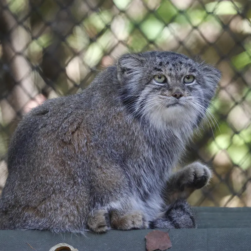 ノヴォシビルスク動物園のミアの写真