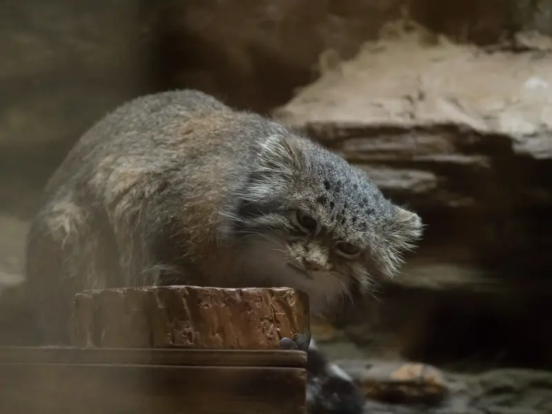 恩賜上野動物園のクリョンの写真