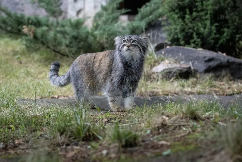 モスクワ動物園のティモフェイの写真