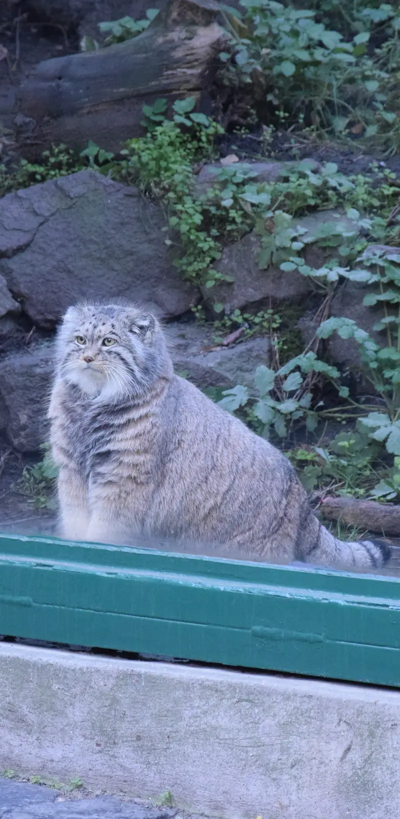 ブダペスト動物園・植物園のボフスの写真