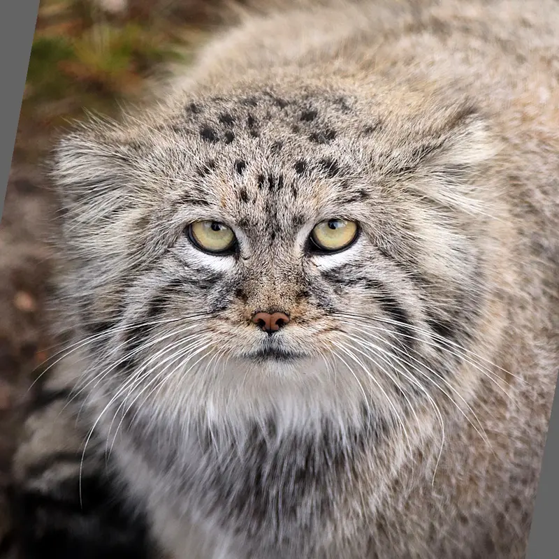 グダニスク動物園のマヌルネコのマヌエル
