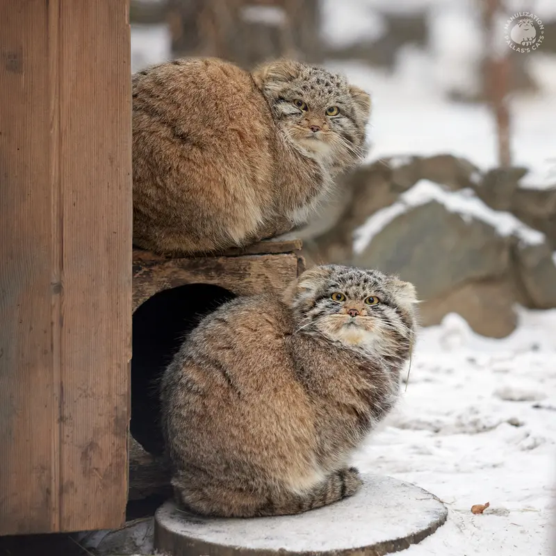 ノヴォシビルスク動物園のマリクとミアの息子 2022 Ⅲの写真