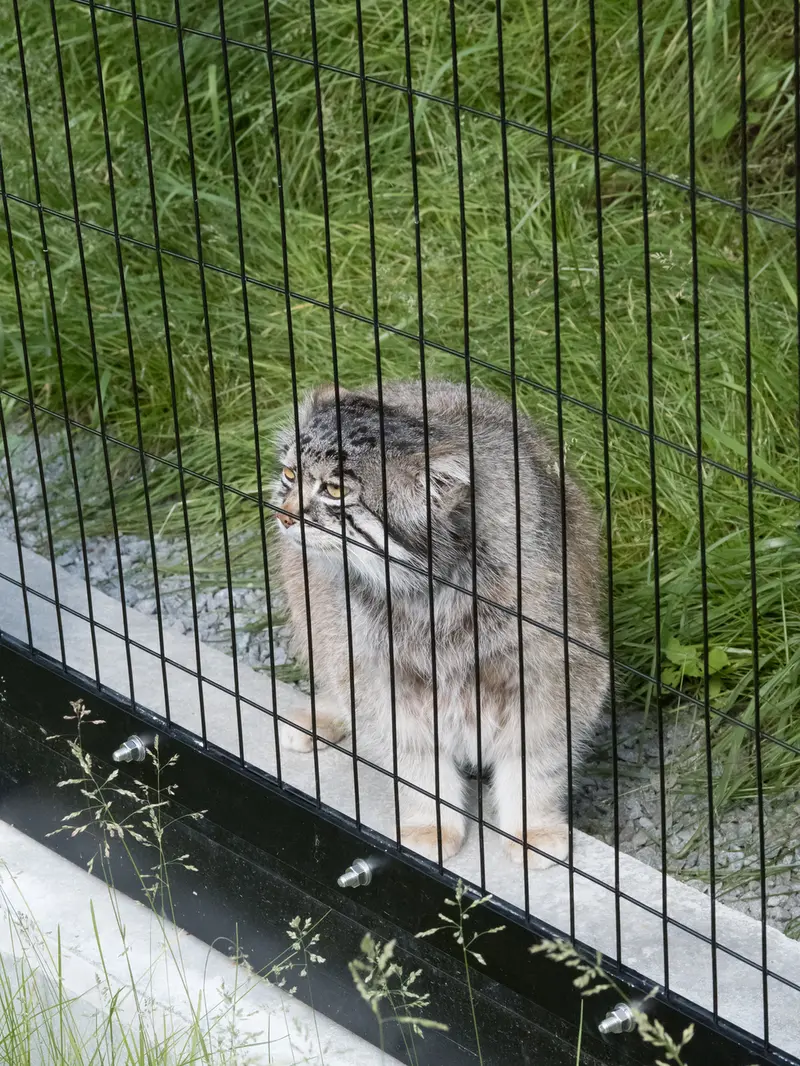 旭山動物園のグルーシャの写真