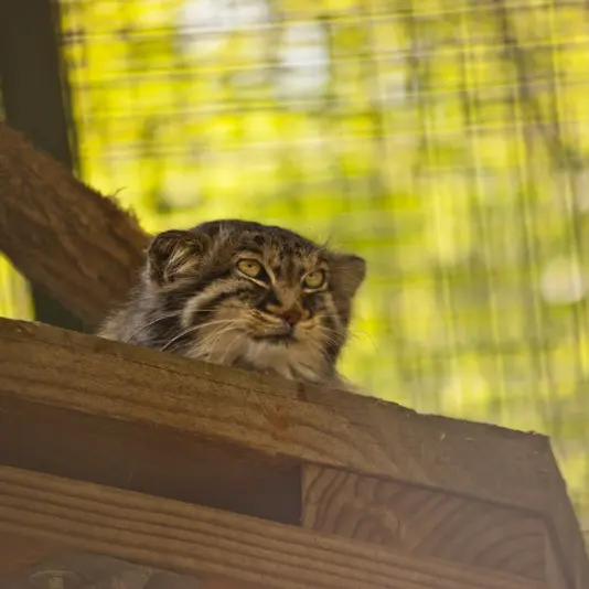 ザールブリュッケン動物園のカール・ハインツの写真