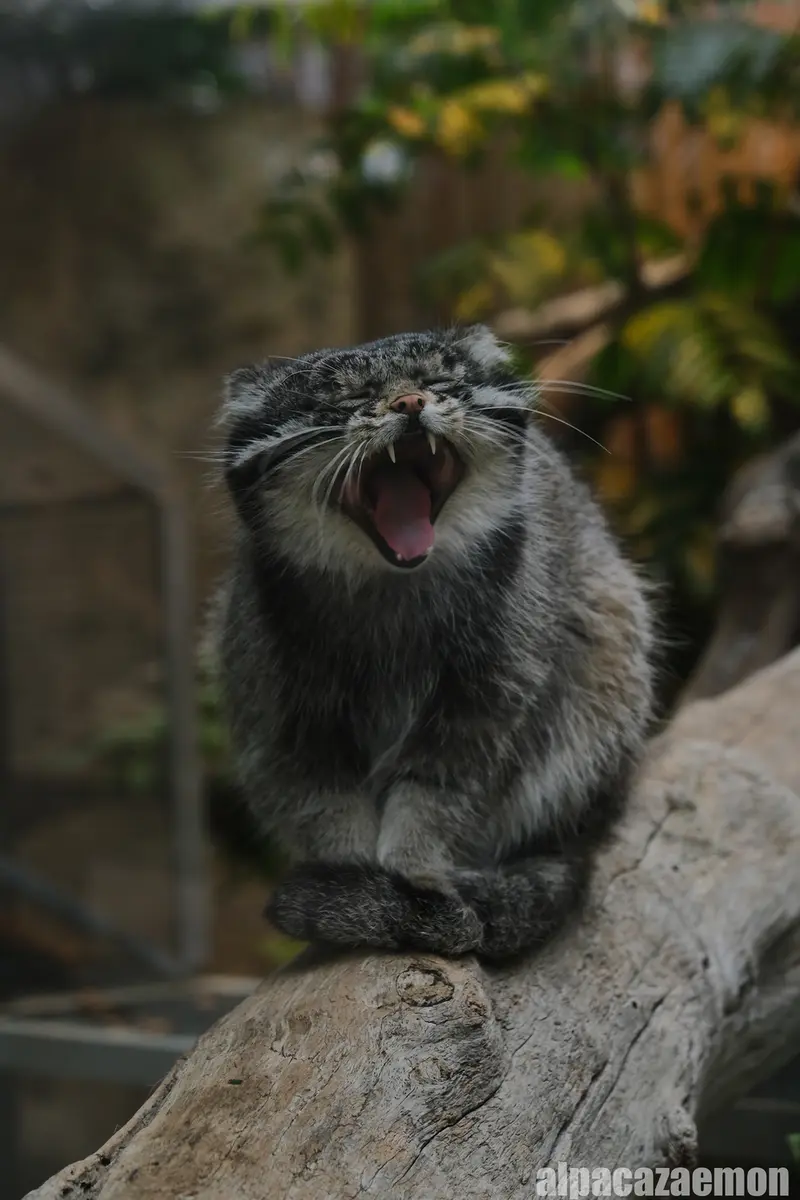 神戸どうぶつ王国のナルの写真