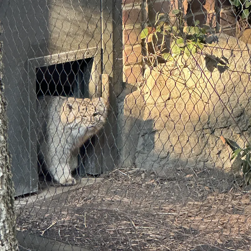 プロスペクト・パーク動物園のバトゥの写真