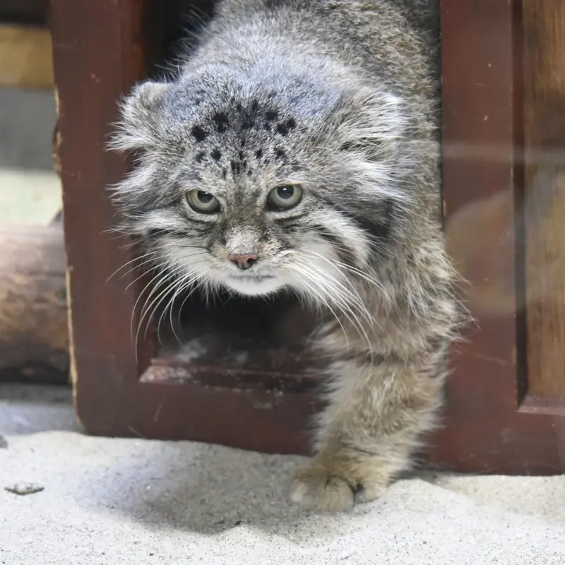 恩賜上野動物園のクリョンの写真