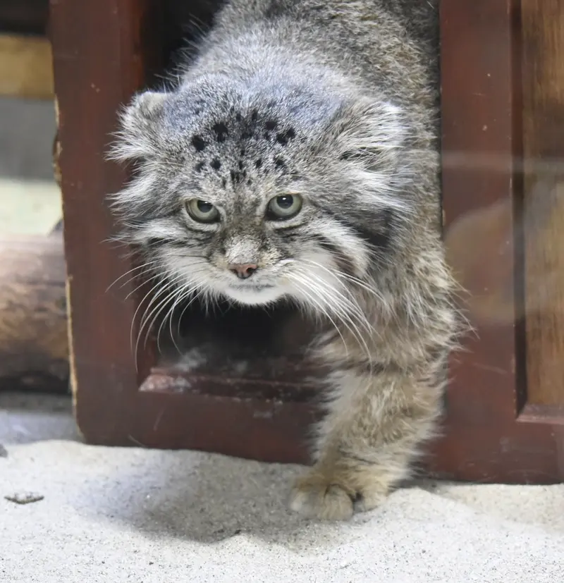 恩賜上野動物園のクリョンの写真