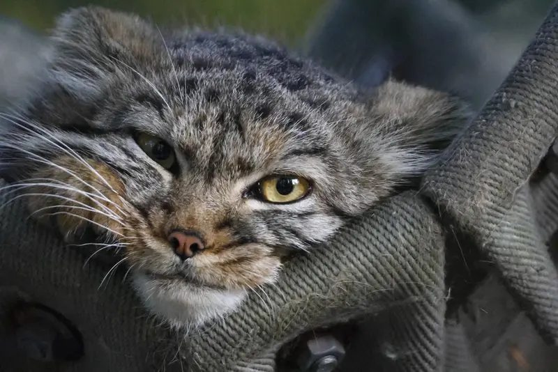 ノヴォシビルスク動物園のマヌルネコの写真