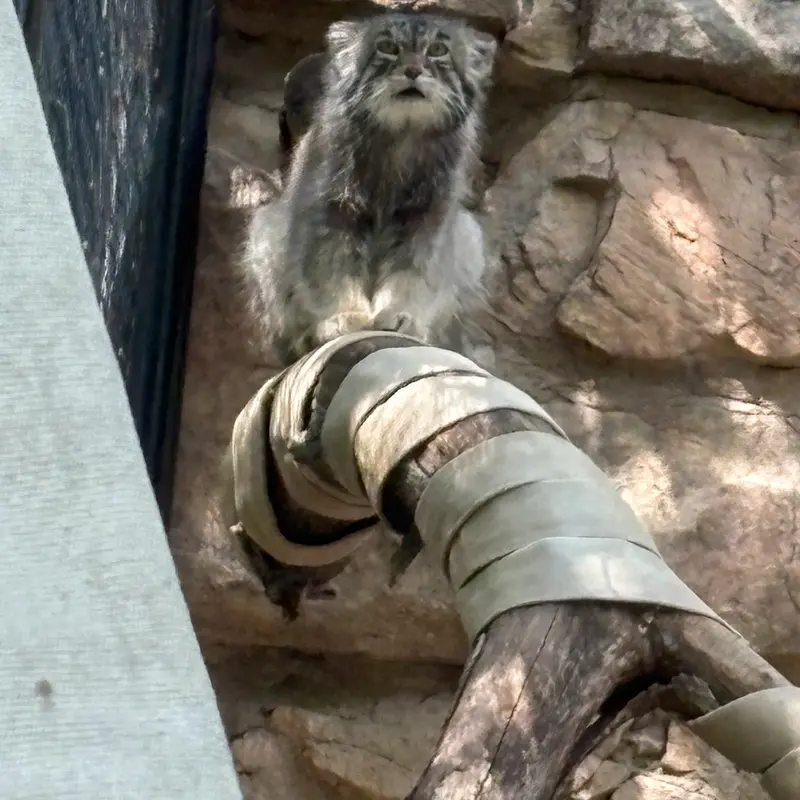 プエブロ動物園のタイ・チーの写真