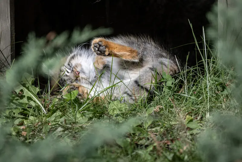 モスクワ動物園のティモフェイの写真