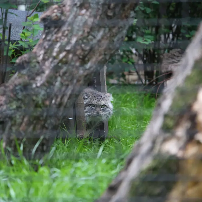 ワルシャワ動物園のジェシーの写真
