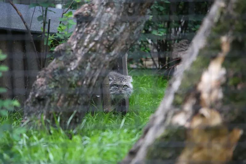 ワルシャワ動物園のジェシーの写真